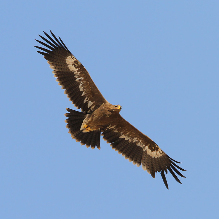 Steppe Eagle
