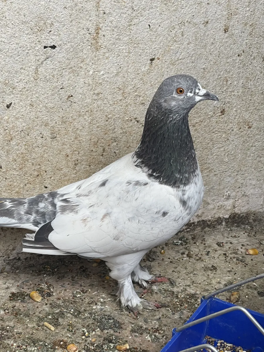 Golden Surwali Yellow Eyes