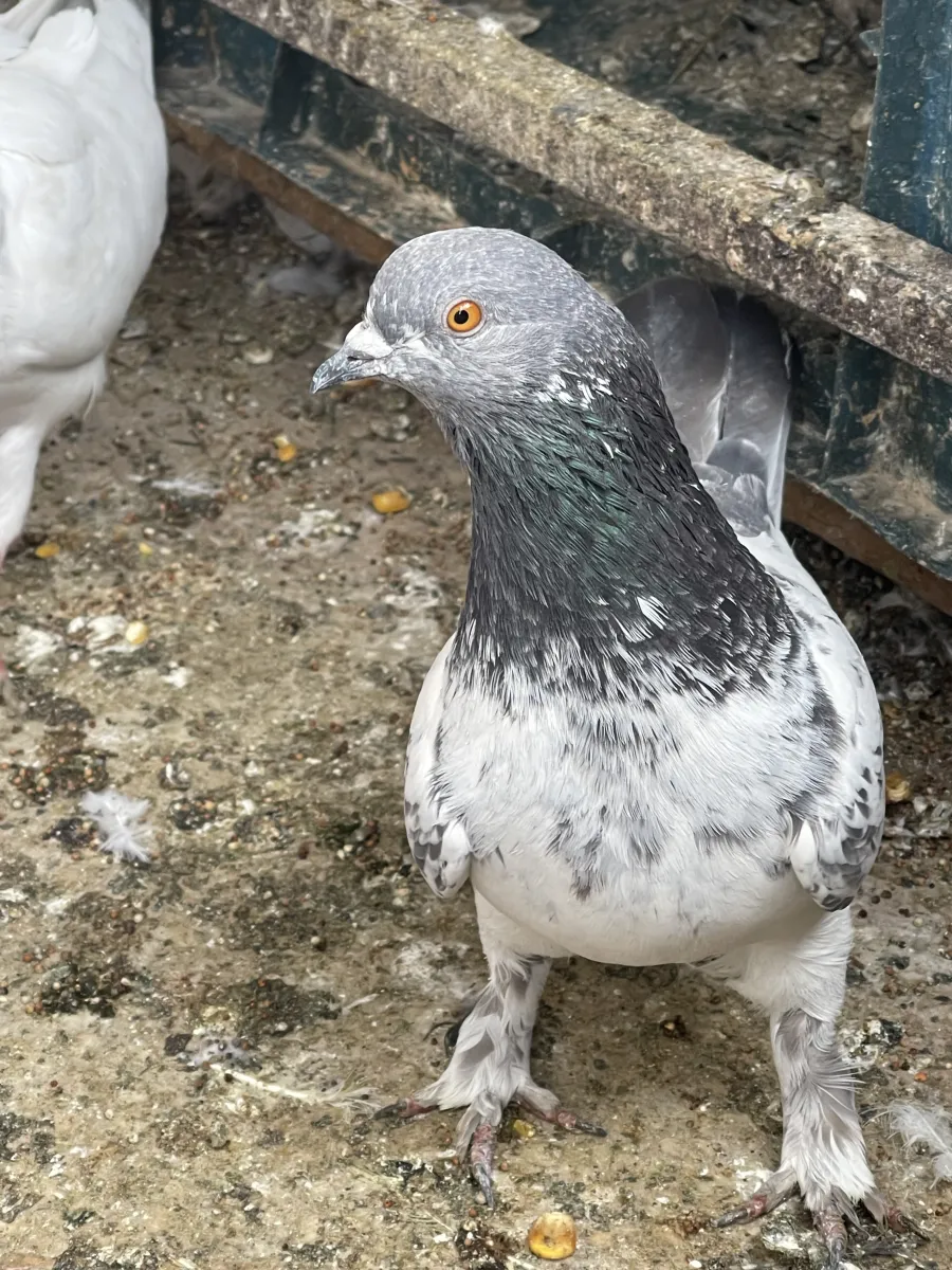 Chaap wala Surwali Female Yellow Eyes