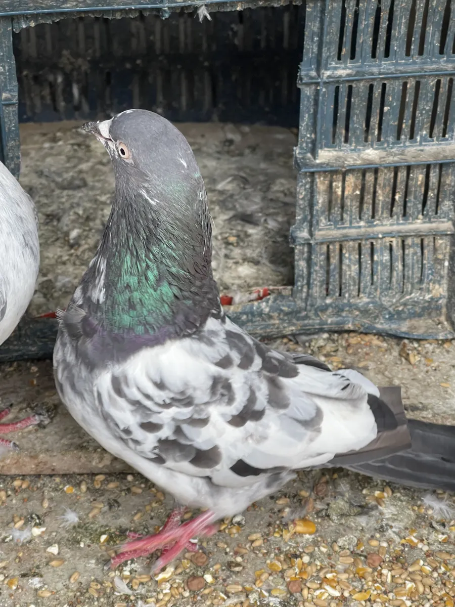 Salara Female