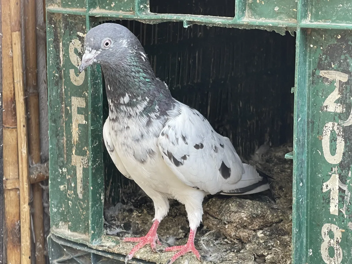 Taukey Female Bhaktapur Wala