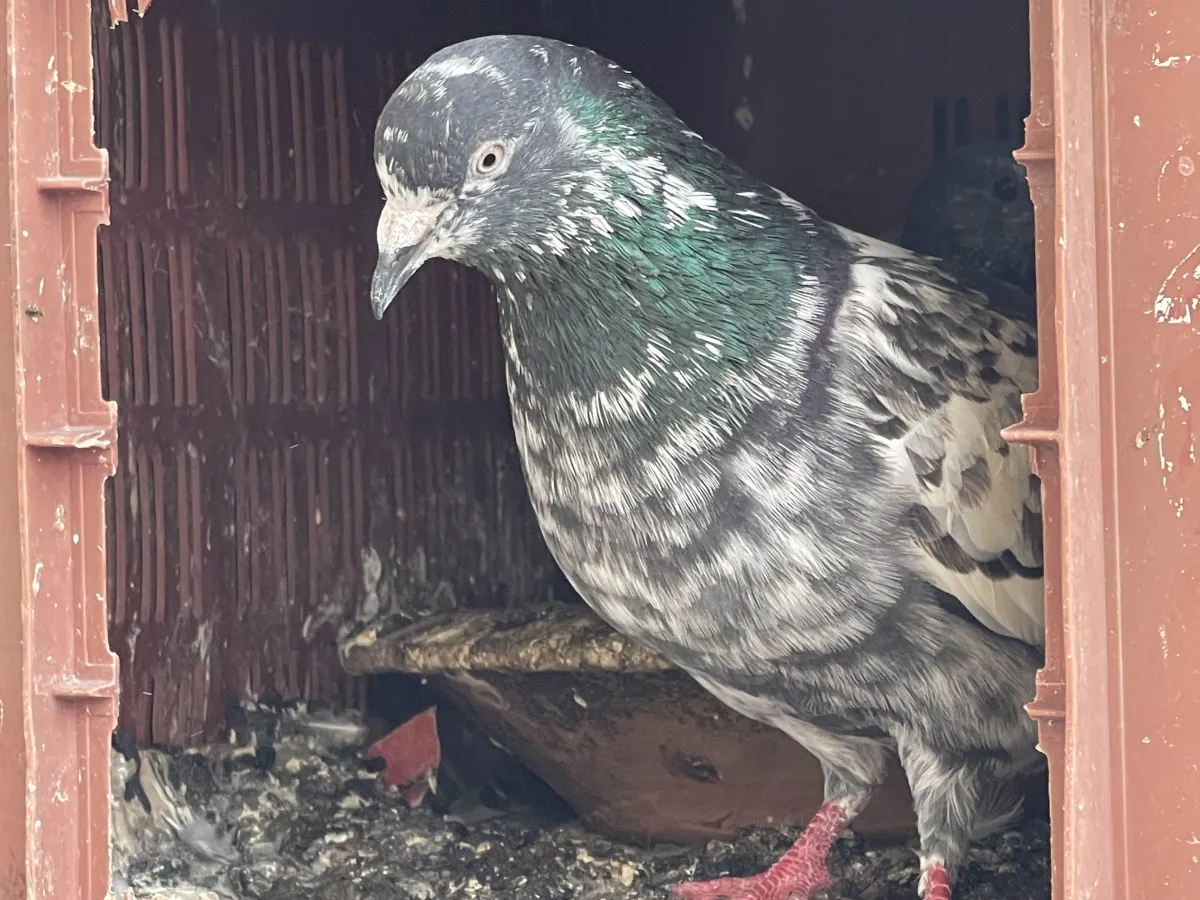 Bajimar Male