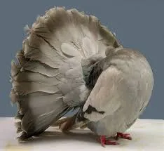 Fantail