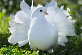 Indian Fantail