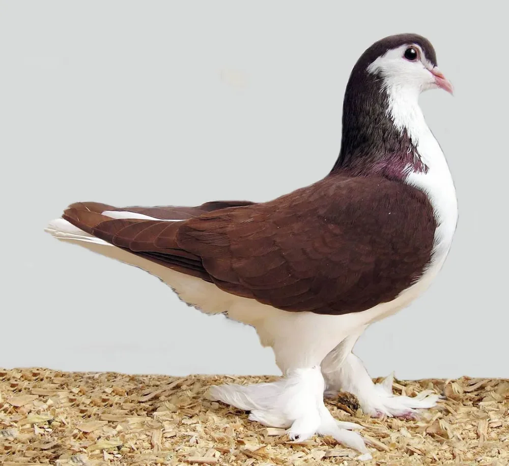 Lahore Pigeon