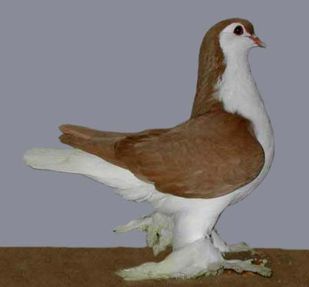 Lahore Pigeon