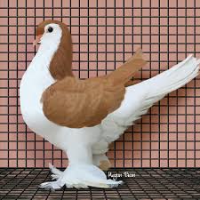Lahore Pigeon