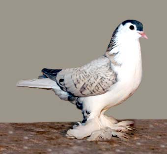 Lahore Pigeon