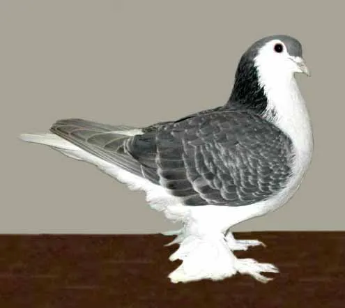 Lahore Pigeon