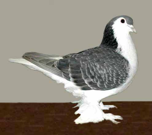 Lahore Pigeon