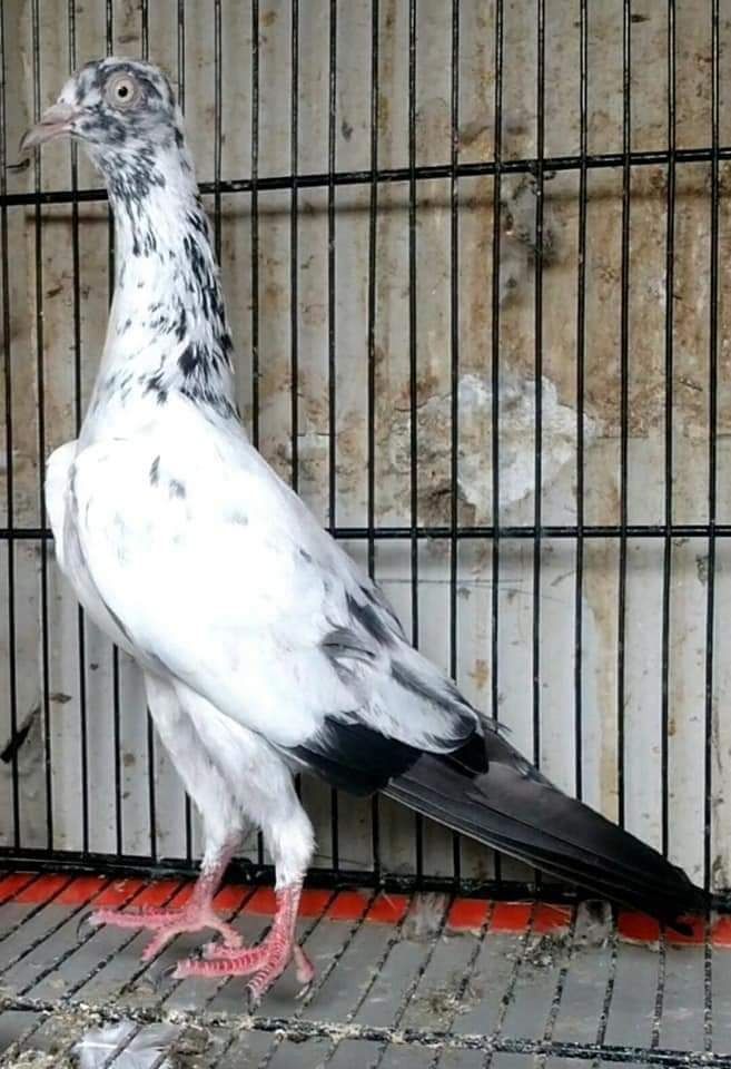 Saharanpuri