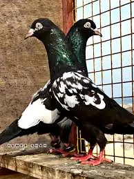 Rampuri