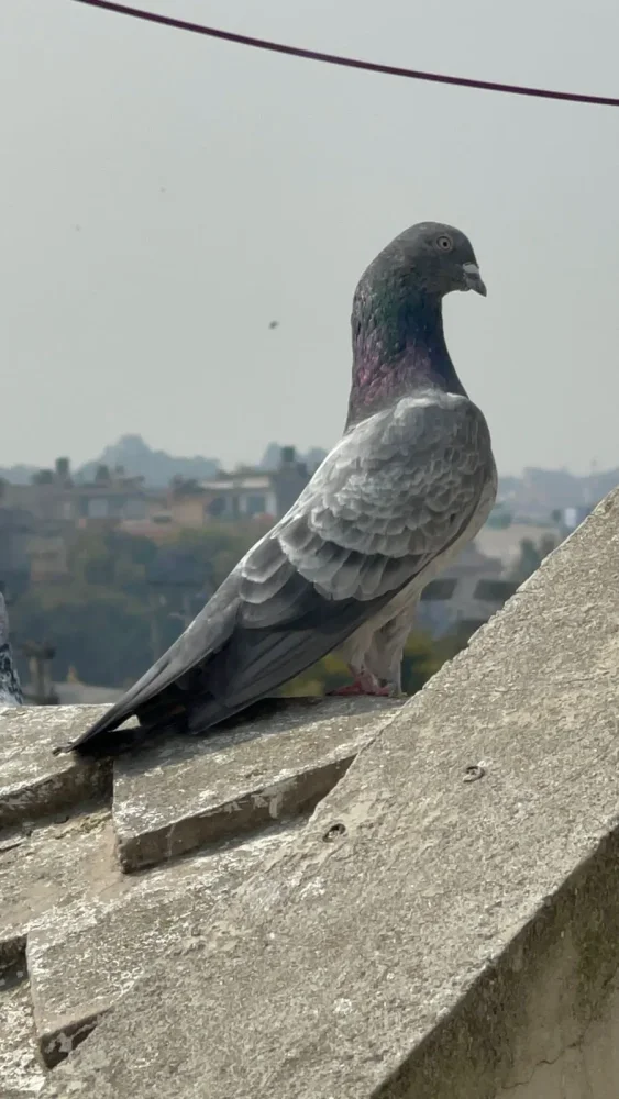 Kafra