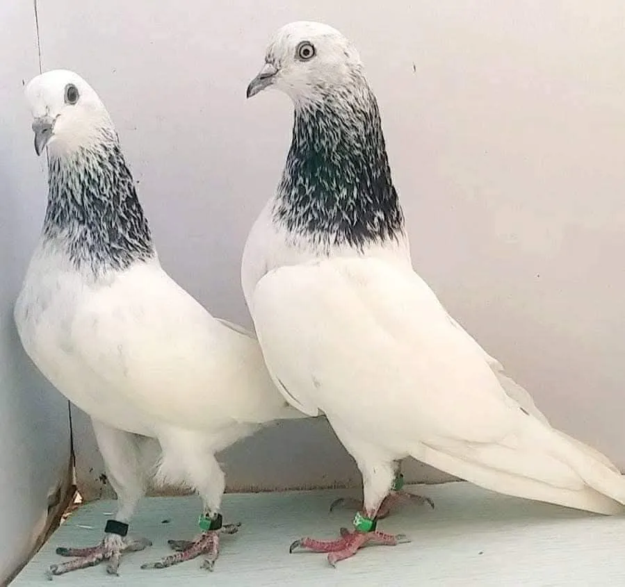 Sialkoti