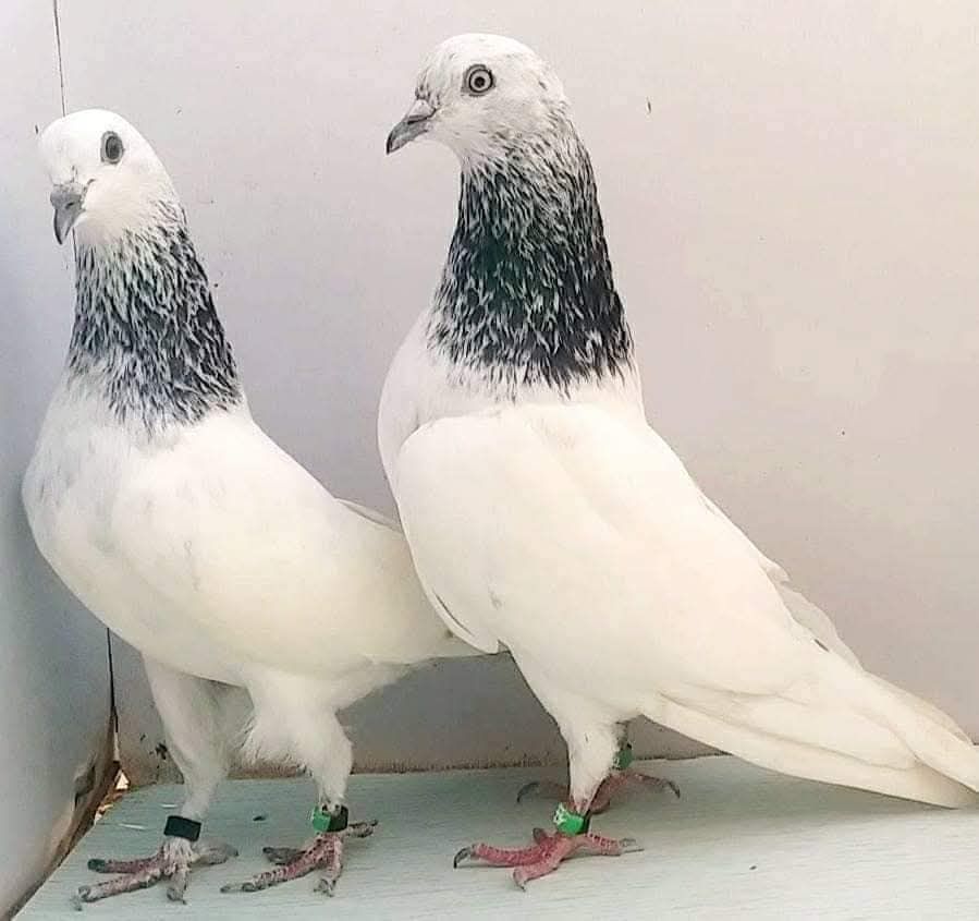 Sialkoti